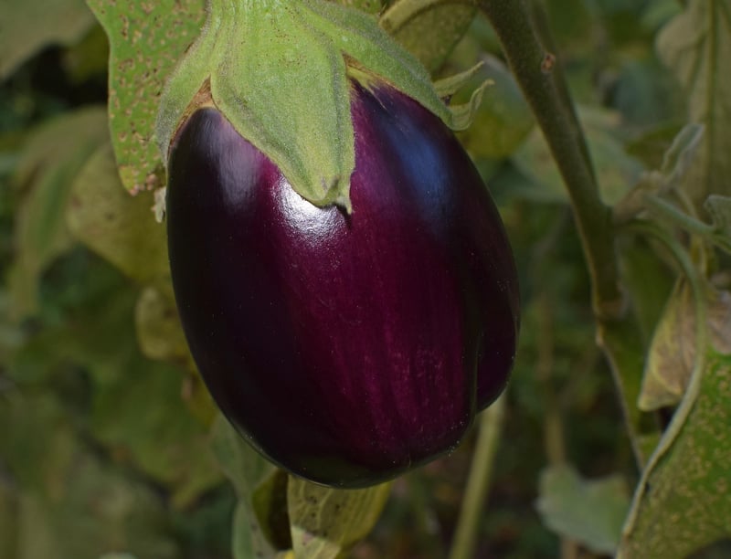 Mediterranean Eggplant Dish